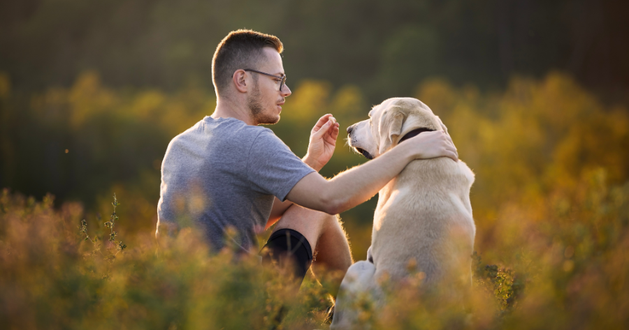 Testowanie hipotez w badaniach zwierzęcych: zastosowania analityki statystycznej